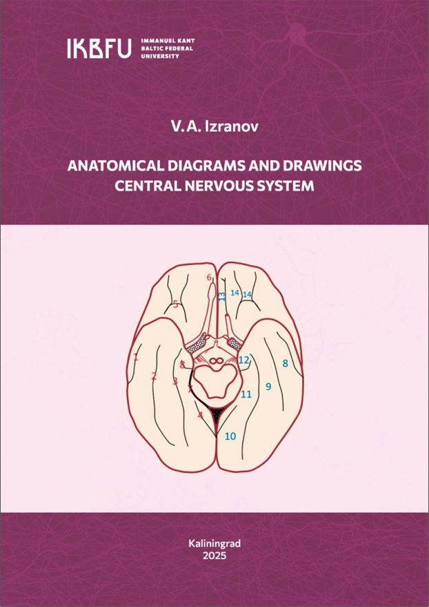 Anatomical diagrams and drawings. Central nervous system