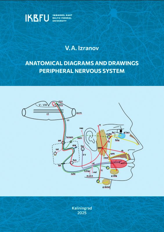 Anatomical diagrams and drawings. Peripheral nervous system
